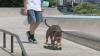 Freedom Bridge Animal Rescue to host dog talent show fundraiser in Wilmington