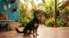 Viral Dog From Colombia Responds Only to a Caribbean Accent