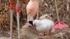 San Francisco Zoo welcomes 4 new flamingo chicks, first in nearly a decade