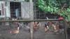 ‘Sad’ farmer forced to say goodbye to his beloved chickens as heartless ‘zoning’ law inches him out