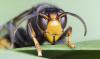 Georgia and South Carolina move to contain invasive hornet that preys on honeybees