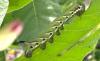Long-lost insects resurface in Hawaii, raising hope for overlooked native habitats