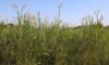 Minnesota has a rare chance to stop the invasive reed grass drying out its wetlands