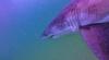 Tagging one of the ocean’s most elusive animals