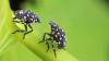 Ohio's spotted lanternfly spread is now statewide, and vineyards face a growing threat