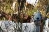 Houston Arboretum’s 'lawn crew' is back: Hundreds of goats set to tackle the Ravine