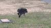 Jimothy the raccoon may have other short-spined friends, wildlife experts say
