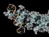 Scientists discover master molecular switch for ginseng saponin production