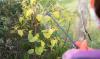 Japanese knotweed is spreading across Suffolk, and one hotspot now has 133 verified reports