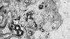 Long-hidden Maya city in Mexico is mapped, revealing pyramids, plazas, and a storm-god ruler