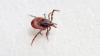 Spain records first death as rare tick-borne Crimean-Congo fever appears in local cases