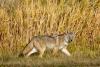 Illinois Coyotes: 5 Things You Probably Didn’t Know About Them