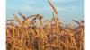 Zimbabwe Set for Third Straight Record Wheat Harvest as Production Surplus Raises Market Questions