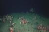 Damage from bottom trawling in Chilean waters still visible more than 25 years later, study finds