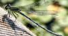 Ocean Views - Community Science: Insect Mini Blitz