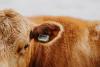 CERES TAG expands precision livestock technology across the U.S.