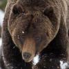 Alberta calls on hunters to kill some conflict grizzly bears. What are Montana's plans?