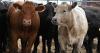 Husker Harvest Days 2026 to spotlight beef industry training