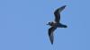 Two sub-Antarctic birds turned up off New South Wales as warmer seas push birds north