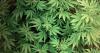 Health problems explain bags of cannabis in safe at Portland, court told