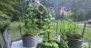 Homegrown NH: Which veggies are easiest to grow in NH, and which are hardest?