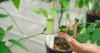 A federally endangered plant in Missouri is facing a new threat