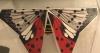 Are spotted lanternflies on decline in Maryland?