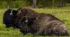 Judge denies NPS request to pause litigation in Yellowstone bison lawsuit