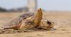 Habitat for endangered species in Virginia will no longer be federally protected