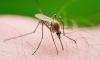 World Health Organisation warns about deadly West Nile virus rapidly spreading through European countries popular with British holidaymakers