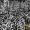Bipartisan Lawful Hemp Protection Act offers industry hope