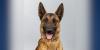 Gone too soon: Arizona DPS K-9 dies at just 18 months old