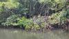 Ngiwal Highlights Mangroves’ Vital Role Ahead of World Mangrove Day