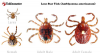 Seeing more ticks in Kentucky this summer? What researchers say might be contributing