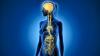 USG Detects Vagus Nerve Atrophy in Parkinson's Disease