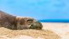 Hawaiian Monk Seal Smacks Snorkeling Tourist at Hanauma Bay in Viral Video
