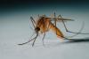 North Dakota Reports West Nile Virus Detection In Mosquitos