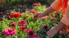 Gardeners Are Swapping Dahlias for This Tough, Heat-Loving Annual – It's More Drought-Tolerant and Much Easier to Grow