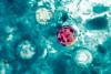  Is Middle Georgia at risk of cyclospora? Department of Public Health provides insight into national outbreak