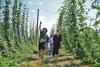 University, brewery come together to unveil hop research yard in Chilliwack