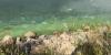 KDHE: Several Kansas lakes under public health advisory due to blue-green algae