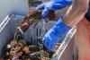 A look at the rich heritage, sustainability success, and challenges to Maine’s lobster industry