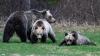 Parks Canada charges hikers after grizzly bear run-in with off-leash dog in Banff National Park