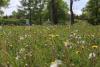 Regina councillors getting an earful over weeds, uncut grass