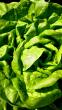 New Cases Of Cyclosporiasis Linked To Hospital Cafeteria