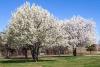 Help stop the spread of invasive plants in Virginia