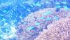 Coral Reef Awareness Week photo & caption