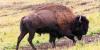 ‘Ecosystem engineers’: How bison could restore land scarred by strip mining in eastern Kentucky