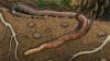 75-million-year-old snake discovered: Ancient fossil reveals unknown history