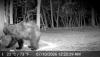 New Mexico sees spike in bear activity